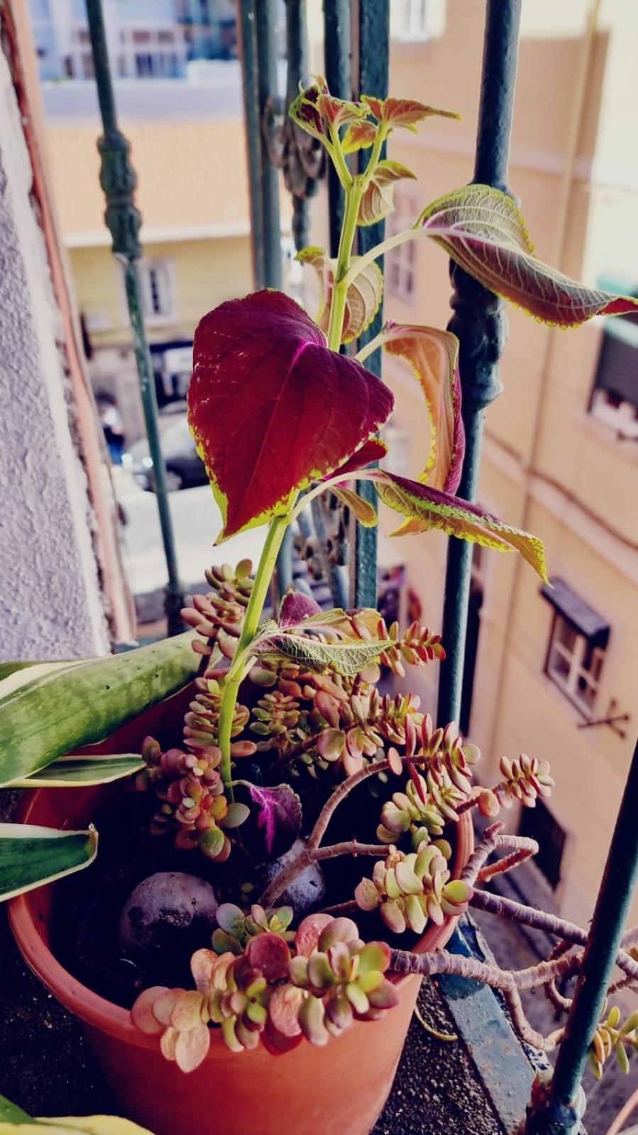 Apartamento Charming To Rent